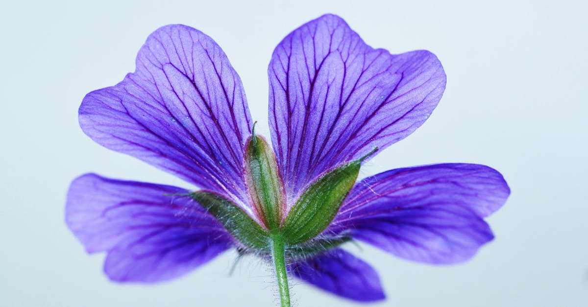 Close-up of a vibrant purple cranesbill geranium flower petal detail.